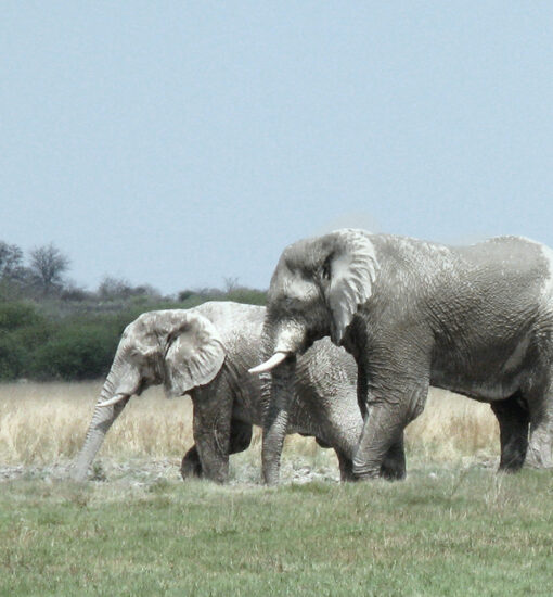 Conservation